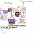 Lymphoid Tissues Lecture Notes