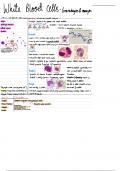 White Blood Cells Lecture Notes