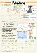 Clinical Endocrinology - Summary Notes Bundle