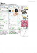 Pancreas Lecture Notes