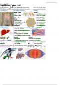 Hepatobiliary System Lecture Notes