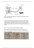 Biopsychology A level neuron notes (AQA)