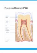 Tandheelkunde Parodontaal Ligament (PDL)
