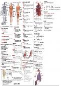 OCR GCSE PE J587 1.1 Applied Anatomy and Physiology Summary Notes