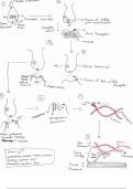 Muscle Contraction Comic