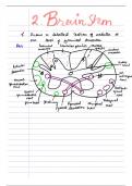 Neuroanatomy all notes