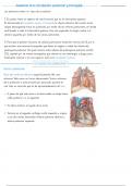 Anatomía de la circulación pulmonar y bronquial - Netter