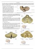 Neuroanatomy of the cerebellum 