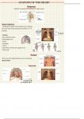 Lecture notes for Human Anatomy | Heart and lungs