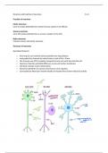 5.3 Neuronal Communication - Biology OCR A-Level