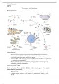 Proteasome and Autophagy