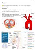 EASY COMPREHENSIVE ARTERIES OF THE UPPER BODY 