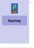 Neurons and synapses- Biopsychology Module notes, ove