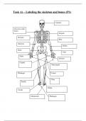 Unit 1 Assignment 1: The Skeletal System (P1, P2)