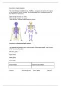 Unit 1: Assignment 1: The Skeletal System (P1, P2)