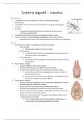 Résumé - anatomie intestins