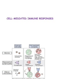 Lec 8 Cell mediated immune responses 
