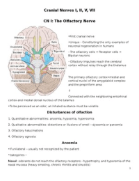Cranial nerves I  II  V  VII
