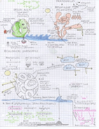 Algae biology and evolution of photosynthesis