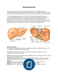Anatomy: The liver 