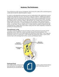 Anatomy: The peritoneum 