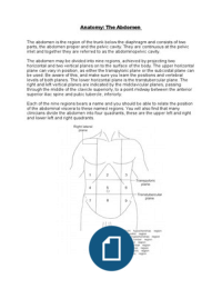 Anatomy: The abdomen