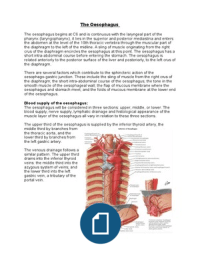 Anatomy: The oesophagus