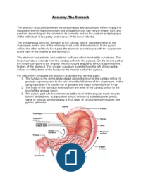Anatomy: The stomach 