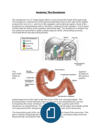 Anatomy: The duodenum 