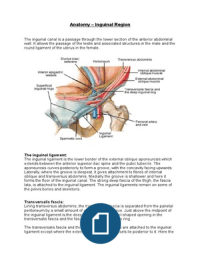 Anatomy - The Inguinal Region