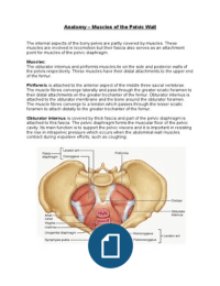 Anatomy - Muscles of the Pelvic Wall