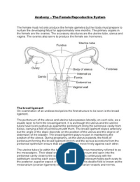 Anatomy - The Female Reproductive System