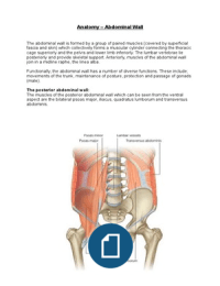 Anatomy - The Abdominal Wall
