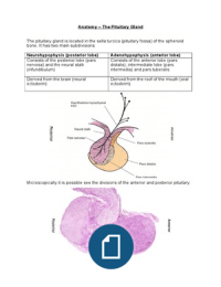 Anatomy - The Pituitary Gland