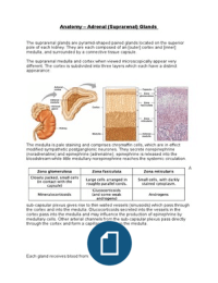 Anatomy - The Adrenal Glands 