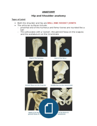 Hip and Shoulder Anatomy