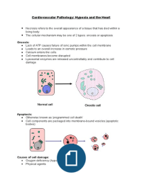 Cardiovascular Pathology (Hypoxia and the Heart)