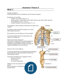 Anatomie Thema 5: Rug en buik(spieren, botstructuren etc.)
