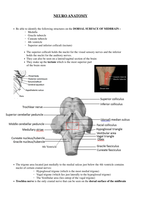 Neuro system anatomy 
