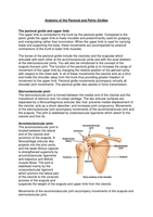 Anatomy of the Pectoral and Pelvic Girdles