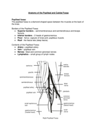 Anatomy of the Popliteal and Cubital Fossa