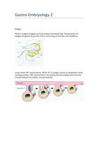 GI Embryology 2 - GI system 