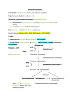 Energy Transduction and Glycolysis Notes 