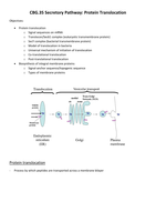 CBG.35 Protein Translocation