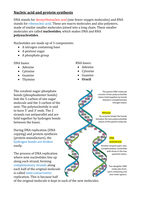 Nucleic acid and protein synthesis Haemoglobin