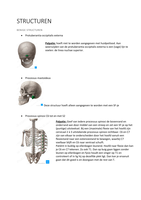 anatomie blok D + palpatietechniek !! (spieren, ligamenten, zenuwen, bot(punten)