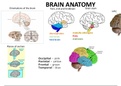 Brain anatomy 