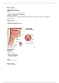 Anatomy - Larynx