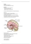 Anatomy - Cranial Cavity