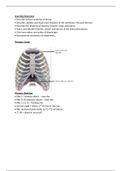 Anatomy - Cardiorespiratory System